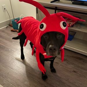 Lobster dog costume